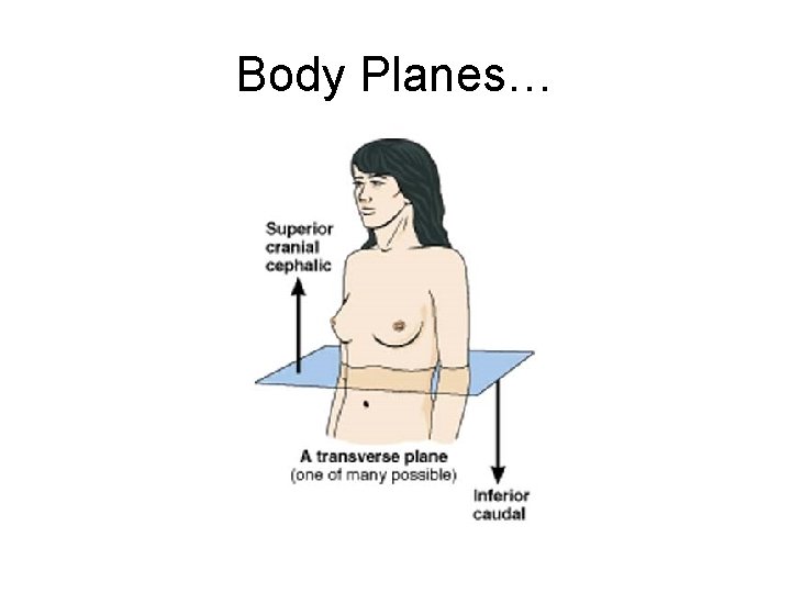 Body Planes… 