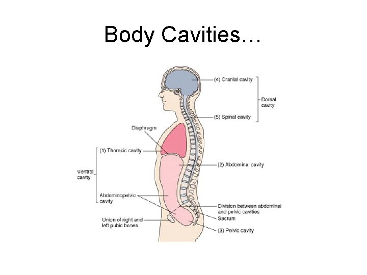 Body Cavities… 