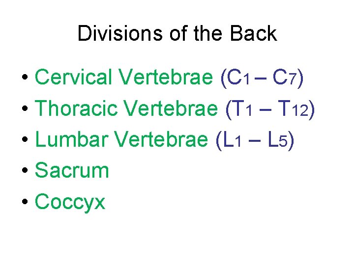Divisions of the Back • Cervical Vertebrae (C 1 – C 7) • Thoracic