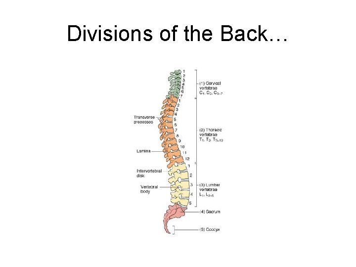 Divisions of the Back… 