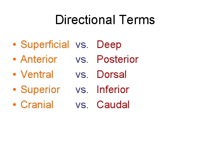 Directional Terms • • • Superficial Anterior Ventral Superior Cranial vs. vs. vs. Deep