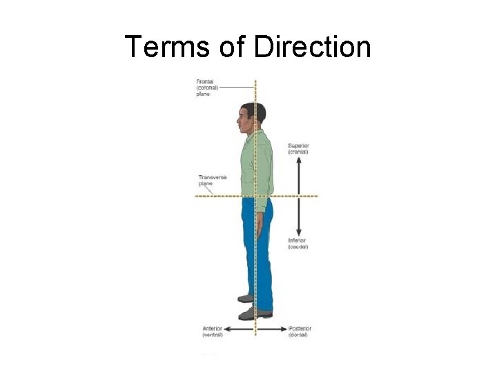 Terms of Direction 