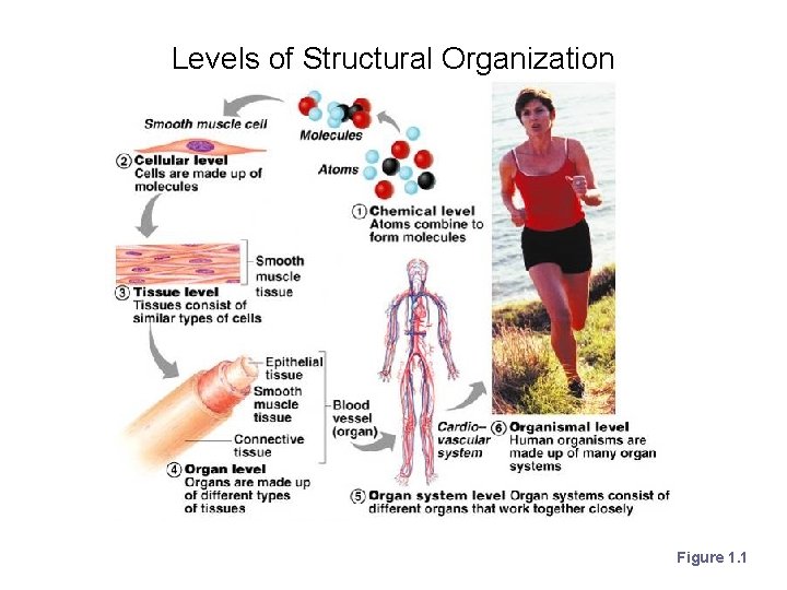 Levels of Structural Organization Figure 1. 1 