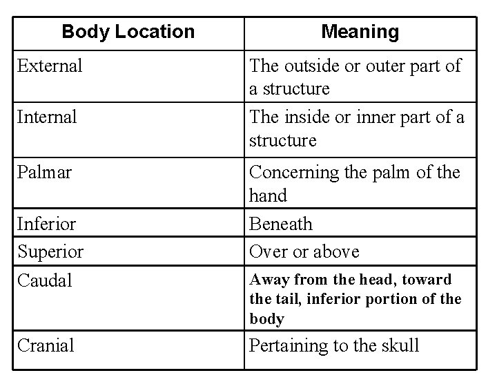 Body Location External Internal Palmar Inferior Superior Caudal Cranial Meaning The outside or outer