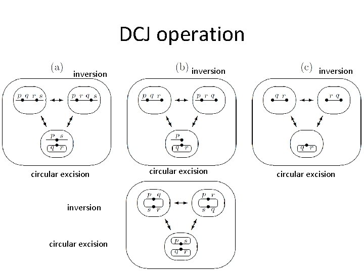 DCJ operation inversion circular excision 