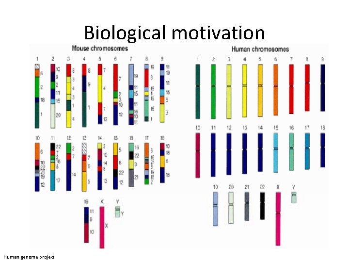 Biological motivation Human genome project 