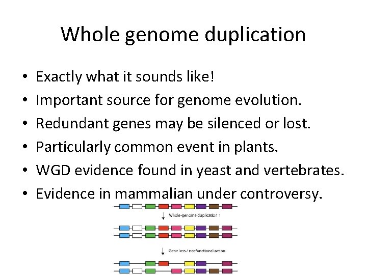 Whole genome duplication • • • Exactly what it sounds like! Important source for