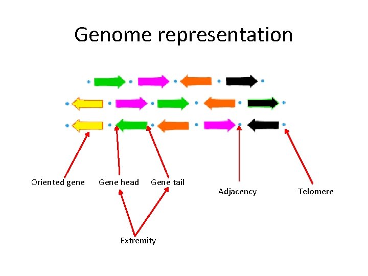Genome representation Oriented gene Gene head Gene tail Extremity Adjacency Telomere 