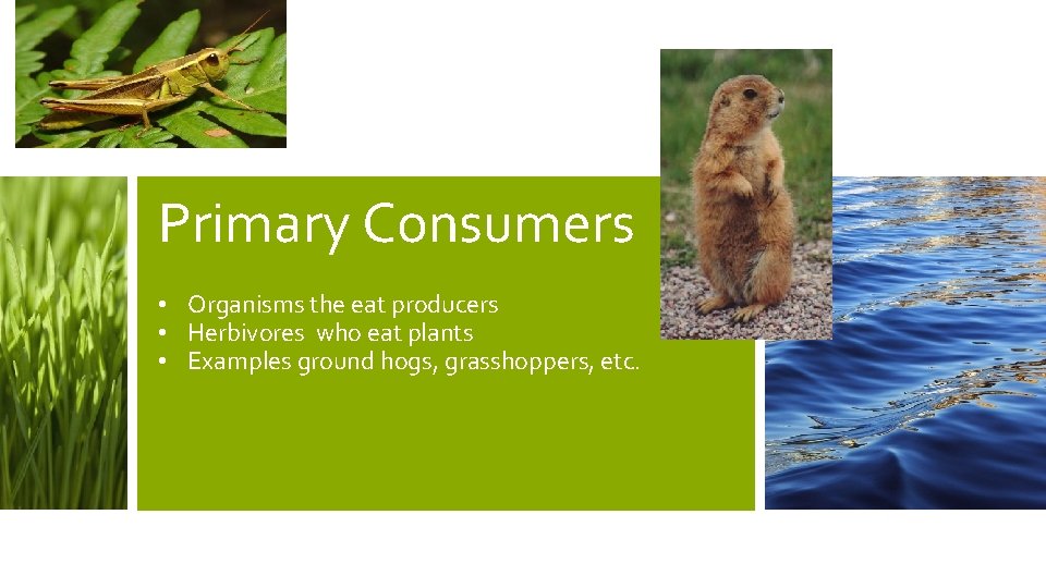 Life Science Content Standard for Fourth Grade Build