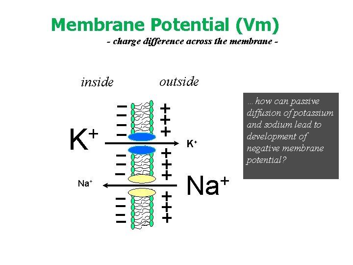 Membrane Potential (Vm) ( - charge difference across the membrane - inside + K