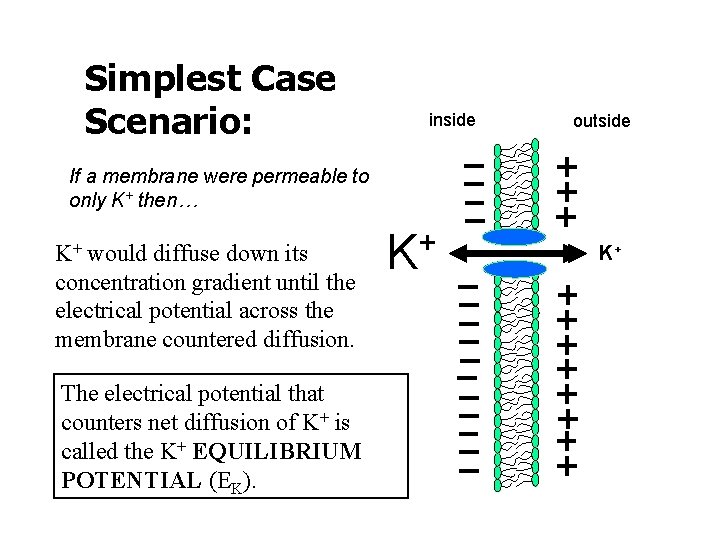 Simplest Case Scenario: inside outside If a membrane were permeable to only K+ then…
