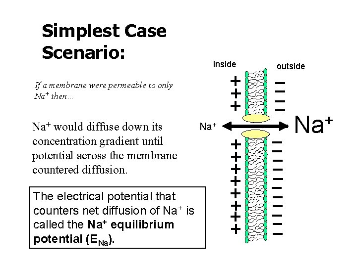 Simplest Case Scenario: inside outside If a membrane were permeable to only Na+ then…