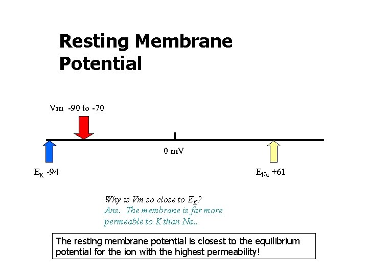 Resting Membrane Potential Vm -90 to -70 0 m. V ENa +61 EK -94