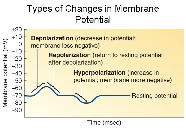 Types of Changes in Membrane Potential 