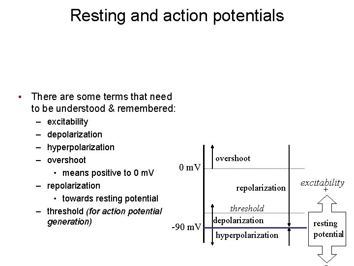 Resting and action potentials • There are some terms that need to be understood