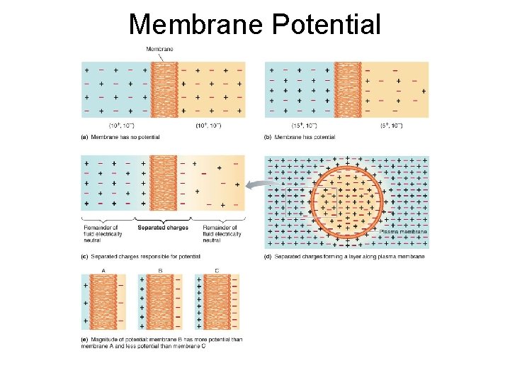 Membrane Potential 