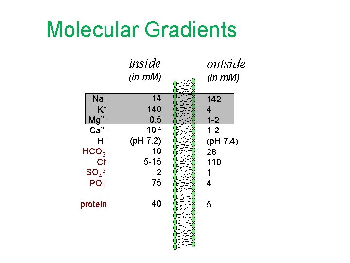 Molecular Gradients inside outside (in m. M) Na+ K+ Mg 2+ Ca 2+ H+