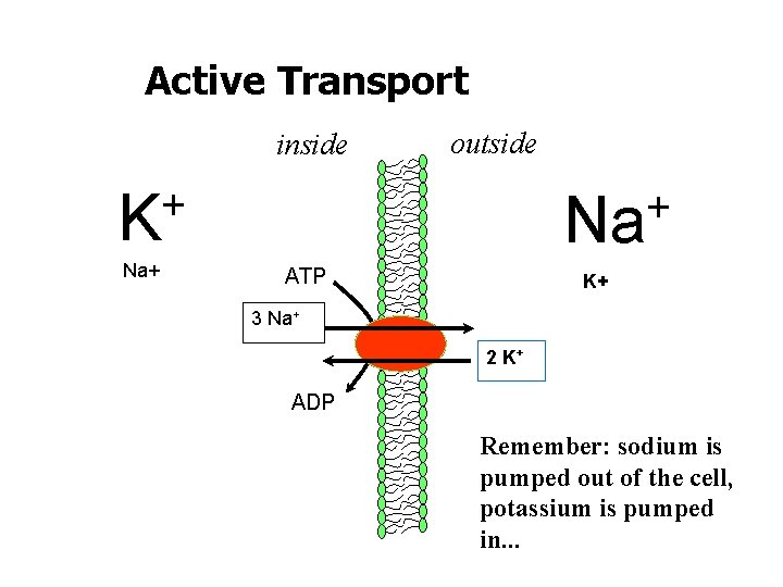 Active Transport inside outside + K Na+ + Na ATP K+ 3 Na+ 2