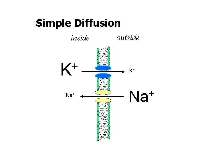 Simple Diffusion inside + K Na+ outside K+ + Na 