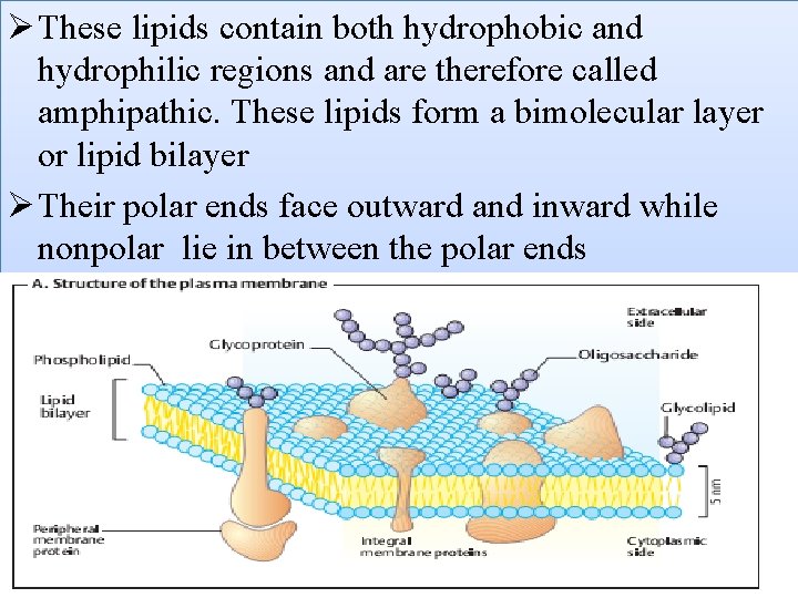Ø These lipids contain both hydrophobic and hydrophilic regions and are therefore called amphipathic.