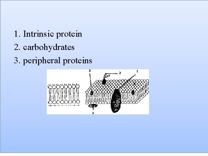 1. Intrinsic protein 2. carbohydrates 3. peripheral proteins 