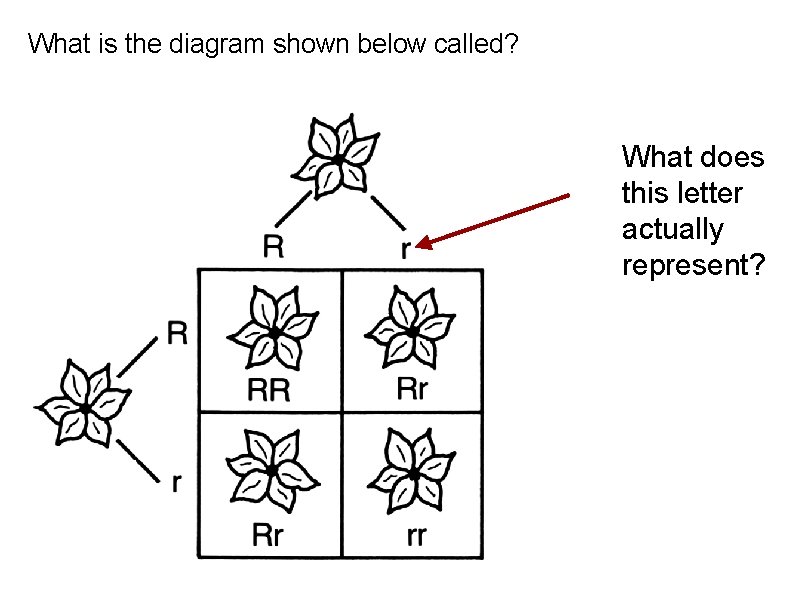 What is the diagram shown below called? What does this letter actually represent? 