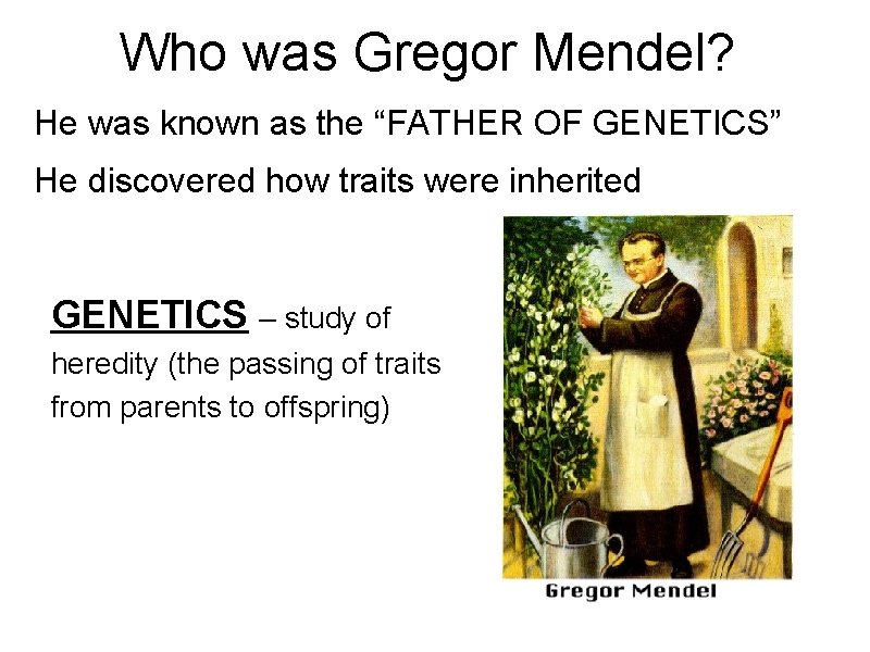 Who was Gregor Mendel? He was known as the “FATHER OF GENETICS” He discovered