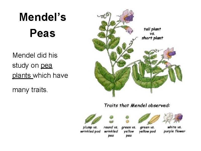 Mendel’s Peas Mendel did his study on pea plants which have many traits. 