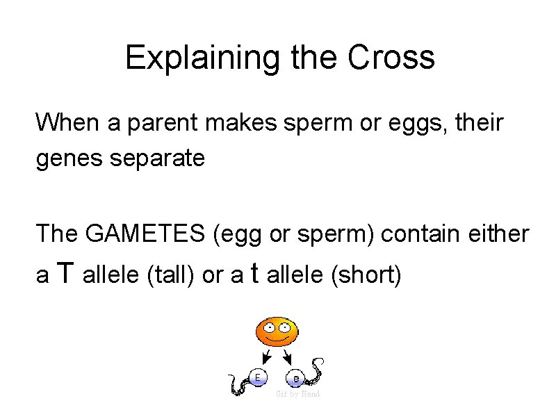 Explaining the Cross When a parent makes sperm or eggs, their genes separate The