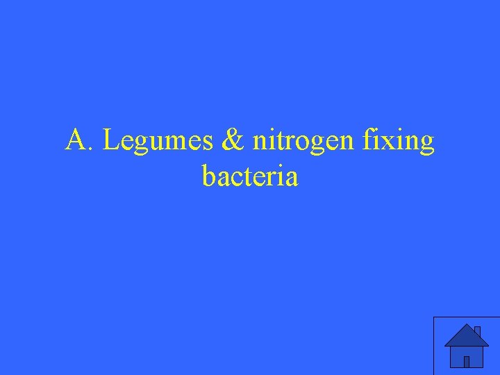 A. Legumes & nitrogen fixing bacteria 