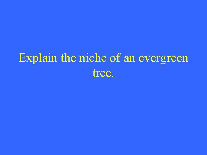 Explain the niche of an evergreen tree. 
