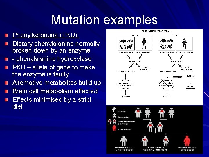 Mutation examples Phenylketonuria (PKU): Dietary phenylalanine normally broken down by an enzyme - phenylalanine