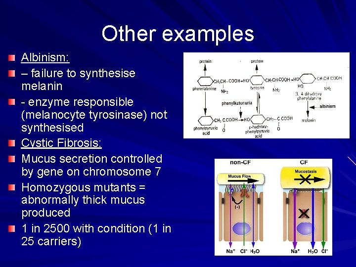 Other examples Albinism: – failure to synthesise melanin - enzyme responsible (melanocyte tyrosinase) not