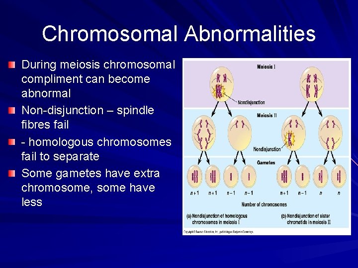 Chromosomal Abnormalities During meiosis chromosomal compliment can become abnormal Non-disjunction – spindle fibres fail
