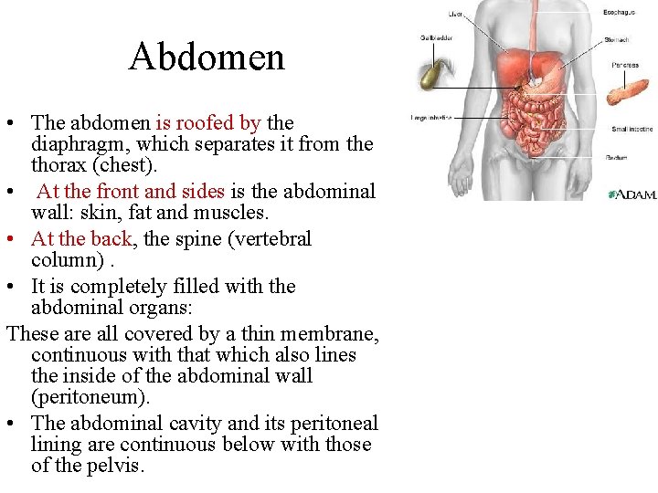 Abdomen • The abdomen is roofed by the diaphragm, which separates it from the