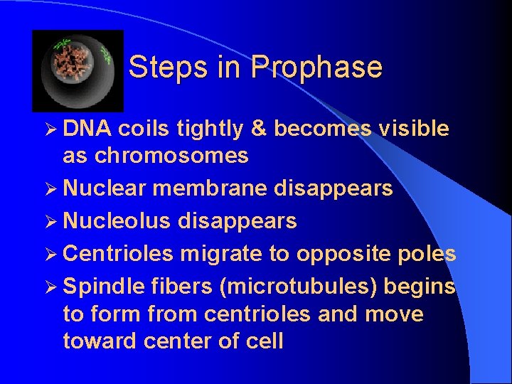 Steps in Prophase Ø DNA coils tightly & becomes visible as chromosomes Ø Nuclear