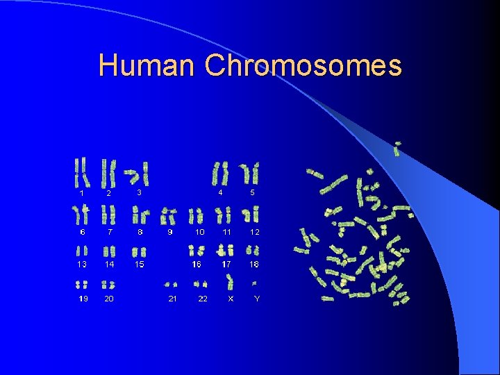 Human Chromosomes 