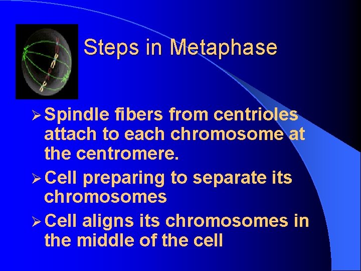 Steps in Metaphase Ø Spindle fibers from centrioles attach to each chromosome at the
