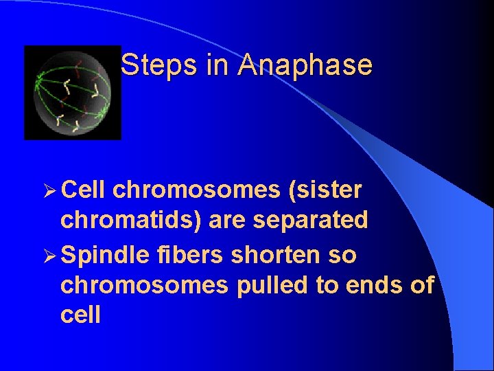 Steps in Anaphase Ø Cell chromosomes (sister chromatids) are separated Ø Spindle fibers shorten