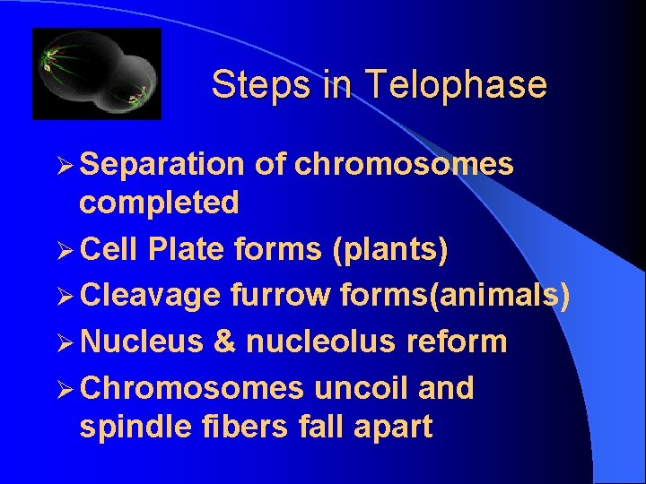 Steps in Telophase Ø Separation of chromosomes completed Ø Cell Plate forms (plants) Ø