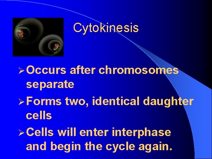 Cytokinesis Ø Occurs after chromosomes separate Ø Forms two, identical daughter cells Ø Cells