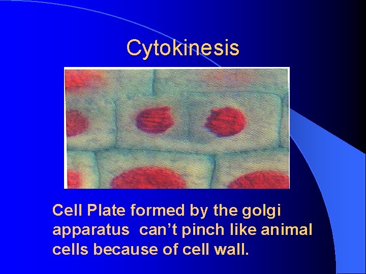 Cytokinesis Cell Plate formed by the golgi apparatus can’t pinch like animal cells because