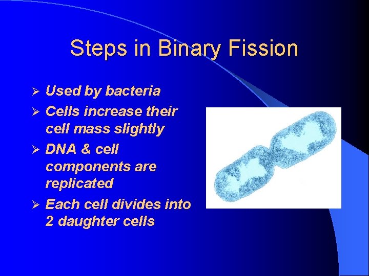 Steps in Binary Fission Used by bacteria Ø Cells increase their cell mass slightly