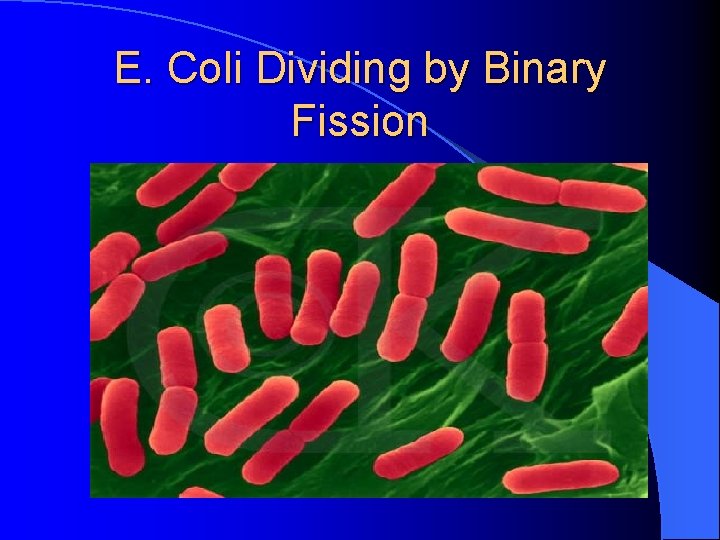 E. Coli Dividing by Binary Fission 