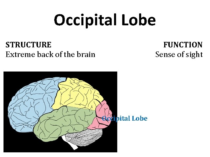 Occipital Lobe STRUCTURE Extreme back of the brain FUNCTION Sense of sight Occipital Lobe