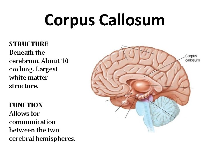 Corpus Callosum STRUCTURE Beneath the cerebrum. About 10 cm long. Largest white matter structure.