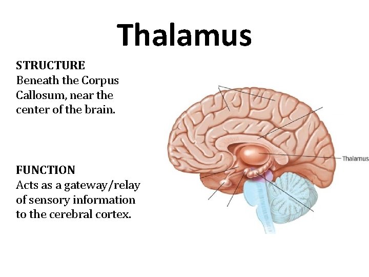 Thalamus STRUCTURE Beneath the Corpus Callosum, near the center of the brain. FUNCTION Acts