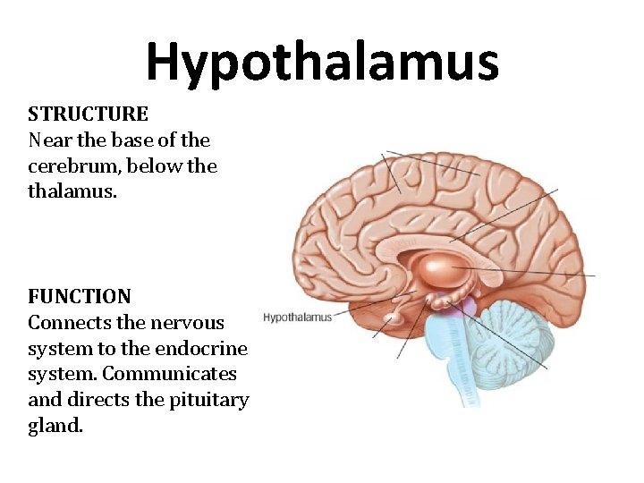 Hypothalamus STRUCTURE Near the base of the cerebrum, below the thalamus. FUNCTION Connects the