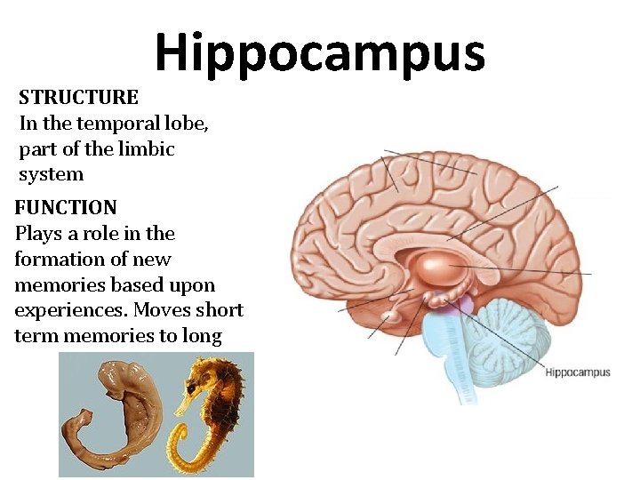 Hippocampus STRUCTURE In the temporal lobe, part of the limbic system FUNCTION Plays a