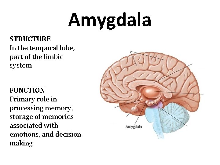 Amygdala STRUCTURE In the temporal lobe, part of the limbic system FUNCTION Primary role